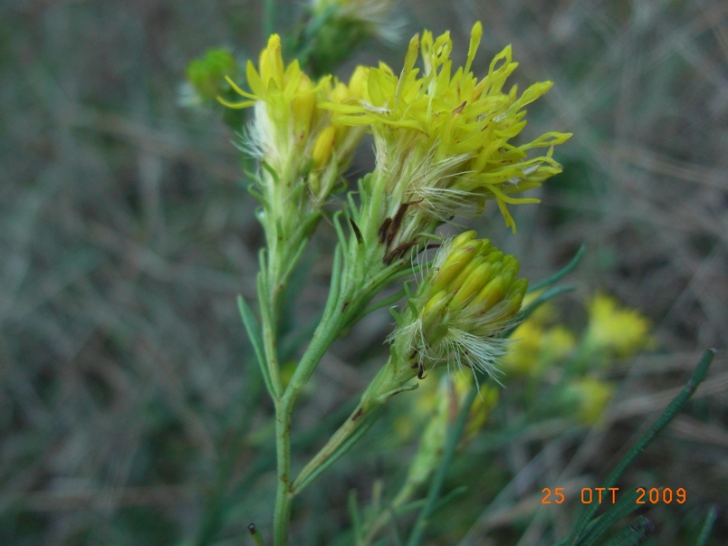 Galatella linosyris (=Aster linosyris) / Astro spillo d''oro
